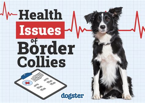 Border collie with problems Pet Samaritans