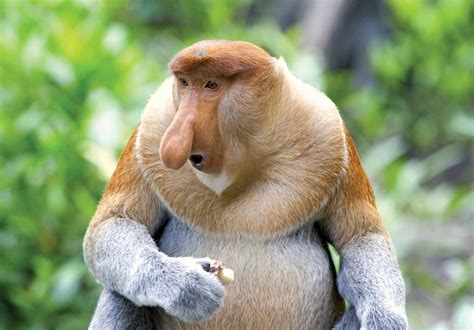 Proboscis Monkey Borneo