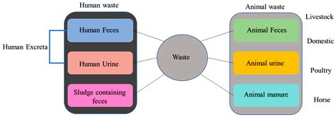 Unlocking the Potential: The Process of Transforming Animal Tissue into Valuable Materials