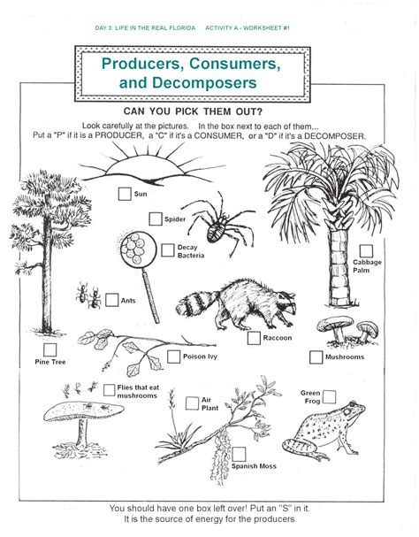 Producers Consumers And Decomposers Worksheet