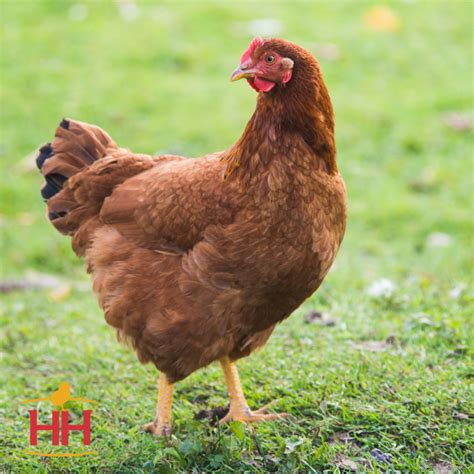 Production Reds Chickens