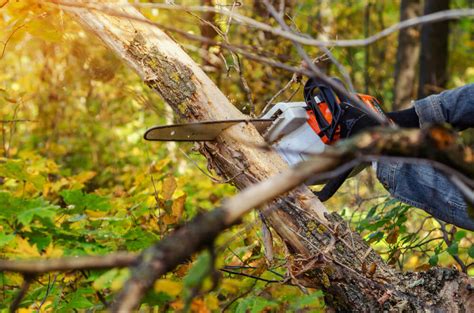 Professional Assessment and Removal