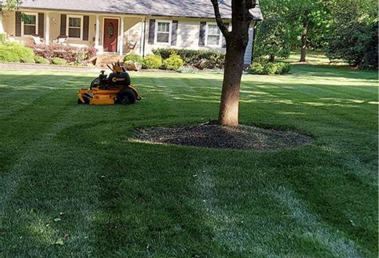 Professional Lawn Care Services in Fort Mill, SC