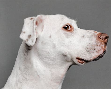 Professional Photos Of Dogs