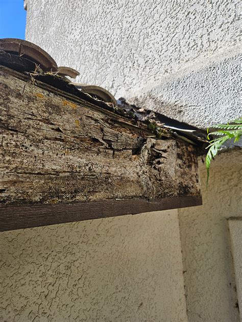 Professional Wood Rot Repair Services