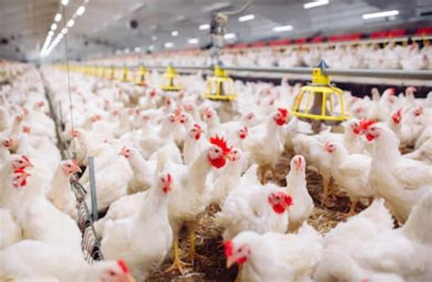 Profit In Poultry Farm Business