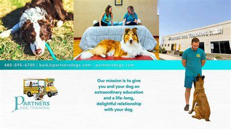 Programs Offered by Partners Dog Training
