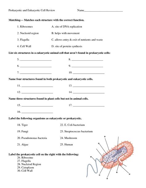 Prokaryotes And Eukaryotes Worksheet Answer Key