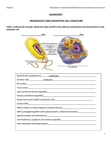 Prokaryotic Cells And Eukaryotic Cells Worksheet