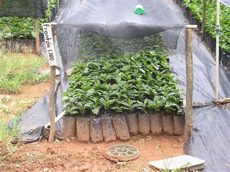 Promotion and Discount for Coffee Seedlings