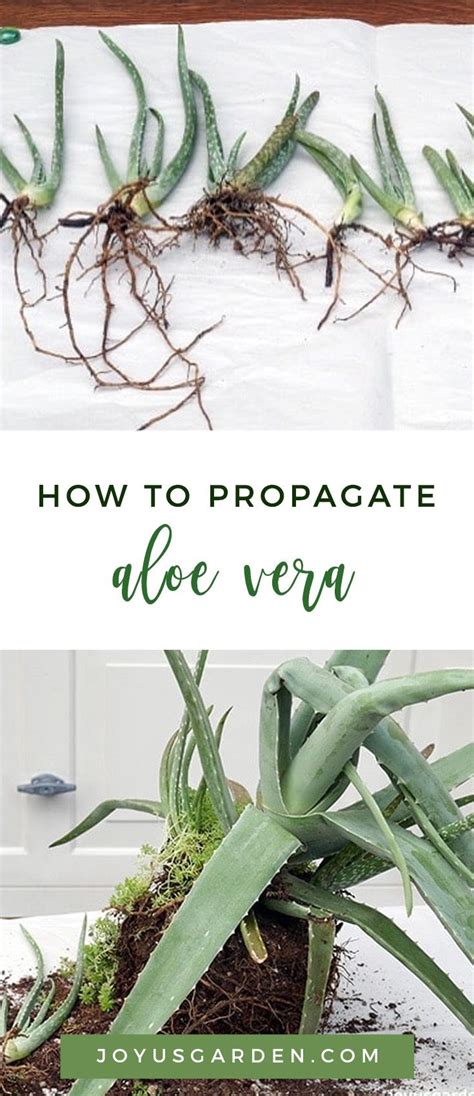 Propagate Aloe Vera Easily