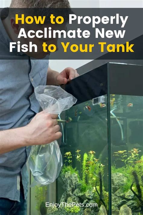 Properly Acclimating Your Fish