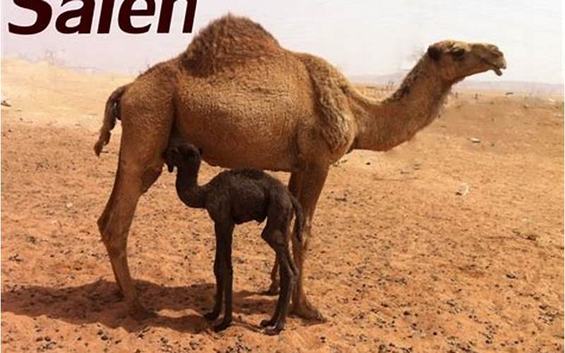 Prophet Saleh Camel