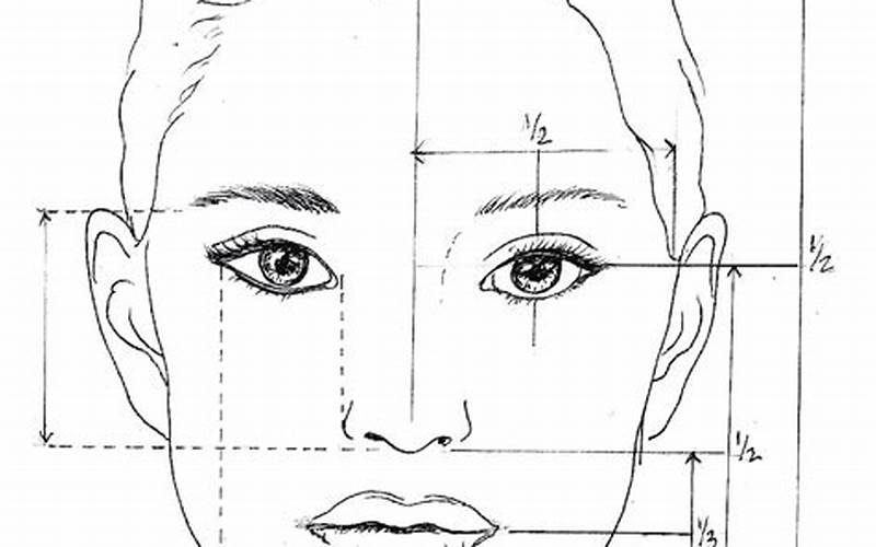 Proportions Of A Face