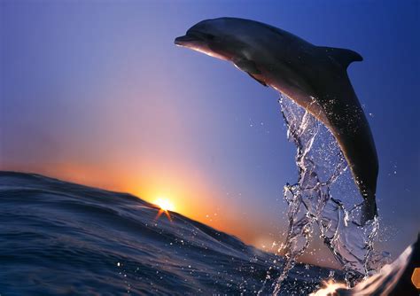 Pros and Cons of HD Wallpaper Android Dolphin Images