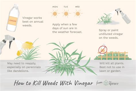 Pros of Using Vinegar to Kill Ornamental Grass