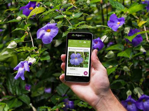 Pro and cons of using a plant identification app