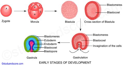 Proses Perkembangan Embrio di Tahap Blastula