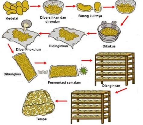 Proses Fermentasi Tempe