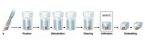 Grafik proses dehidrasi