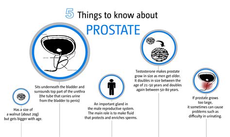 Prostate Health: Function & Common Disorders Explained.