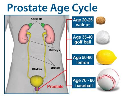 Prostate Size Chart Age