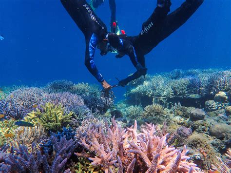 Protecting Coral Reefs