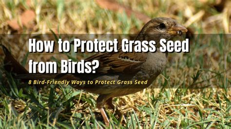 Protecting Grass Seed from Birds