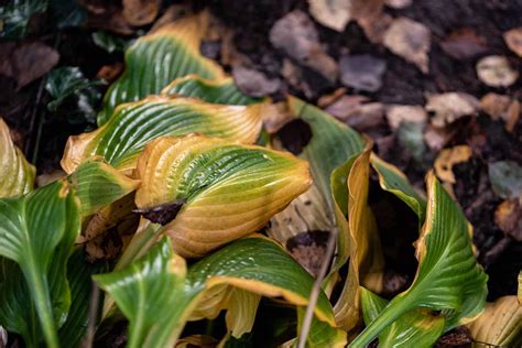 Protecting Hostas from Pests and Diseases for Optimal Growth