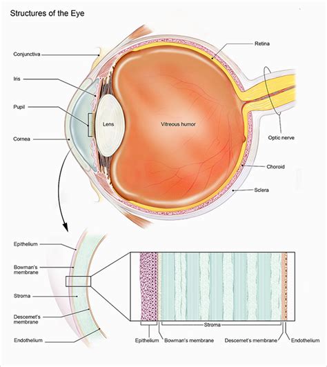 Protecting Inner Eye Components