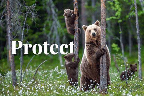 Protecting Wildlife and Habitat