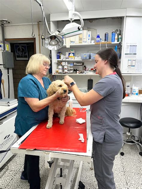 Protecting Your Pet Preventative Measures