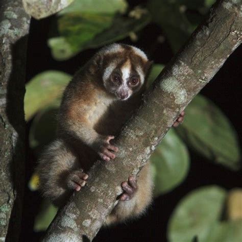 Protecting the Lorises