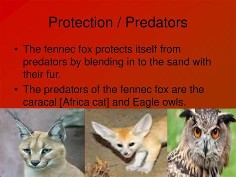 Loon nesting platform protecting eggs