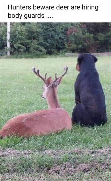 Protective Dog Meme