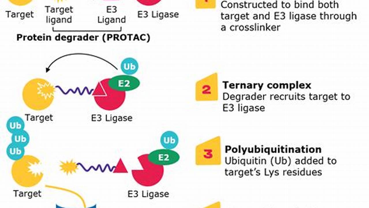 Protein Degradation Conference 2024
