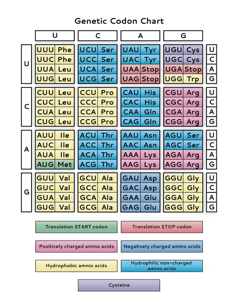 Protein Codon Chart