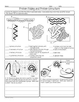 Protein Folding And Protein Structure Worksheet Answers