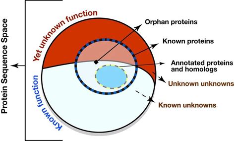 Protein Function Annotation