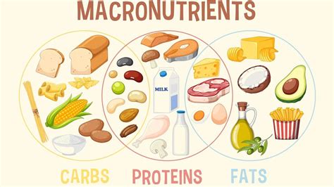 Protein Intake and Macronutrient Balance