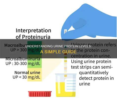 Protein Levels In Urine Chart