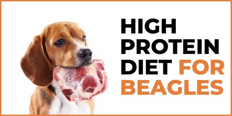 Protein Power for Your Beagle