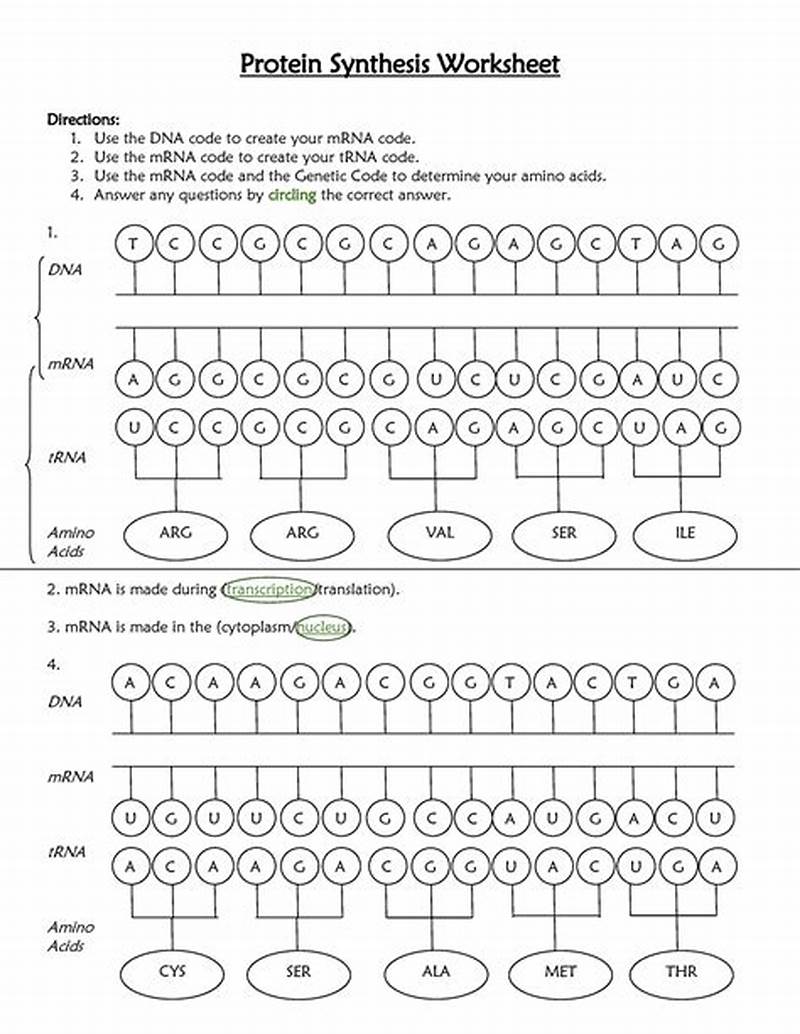 Protein Synthesis Flow Chart Worksheet Answer Key