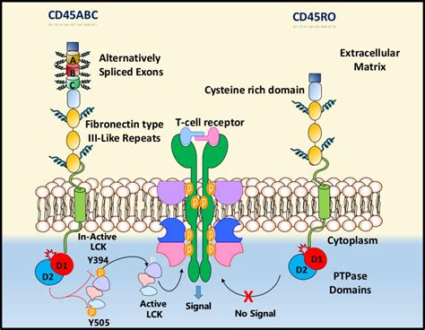 Phosphatase