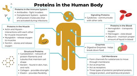Proteins and Importance