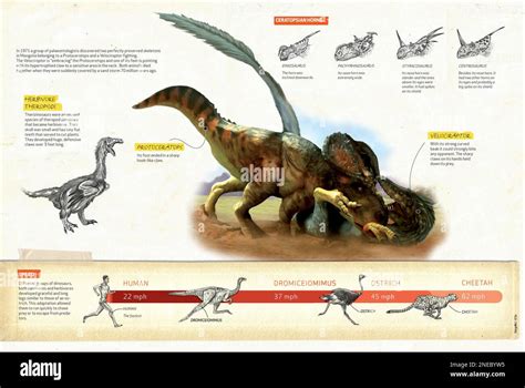 Protoceratops Vs Velociraptor