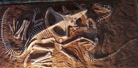 Protoceratops Vs Velociraptor Fossil