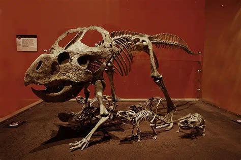 Protoceratops Anatomy