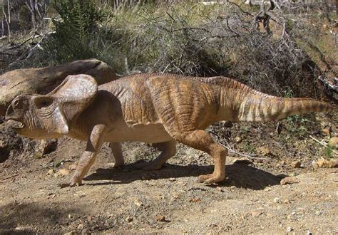 Protoceratops Dinosaur