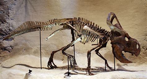 Protoceratops Fossils
